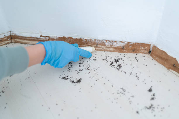 Best Flea Control Services  in Middlesex, NJ
